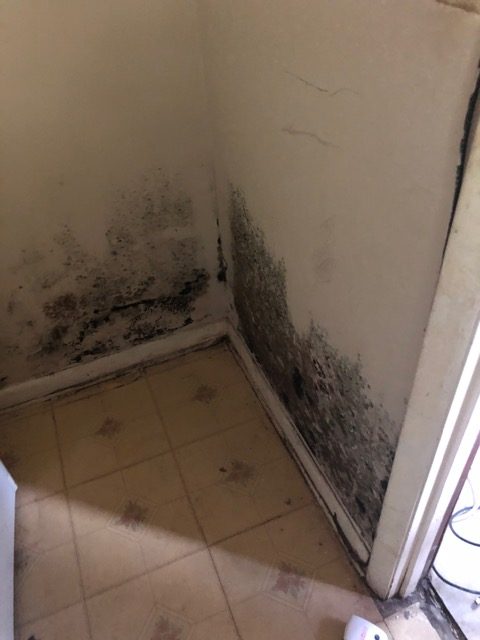 Surface Mold vs. Water Intrusion: How to Tell the Difference WaterDamageMold1