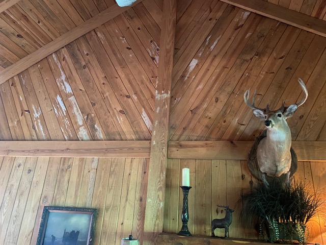 Discoloration and surface mold bloom on a wood plank wall